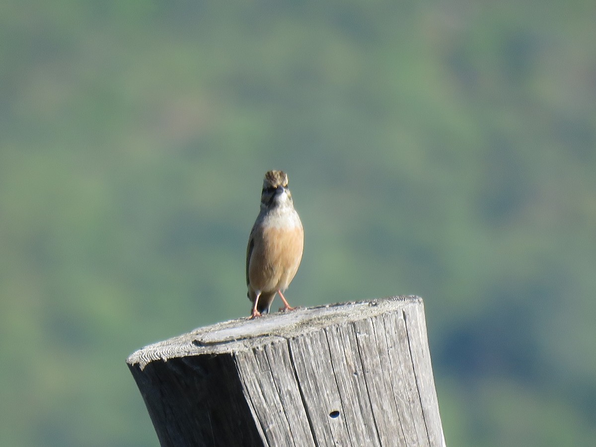 Rock Bunting - ML187388381