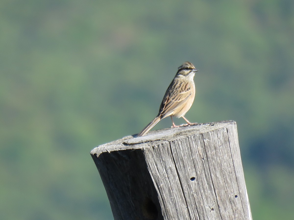 Rock Bunting - ML187388391