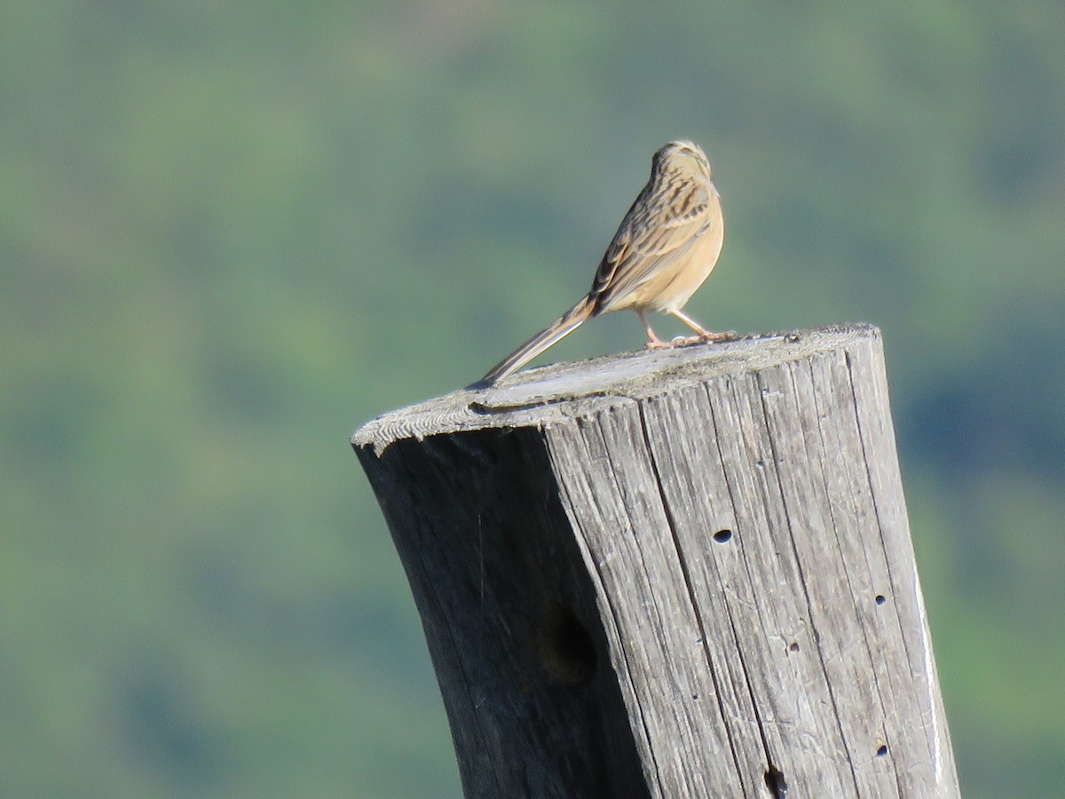 Rock Bunting - ML187388401