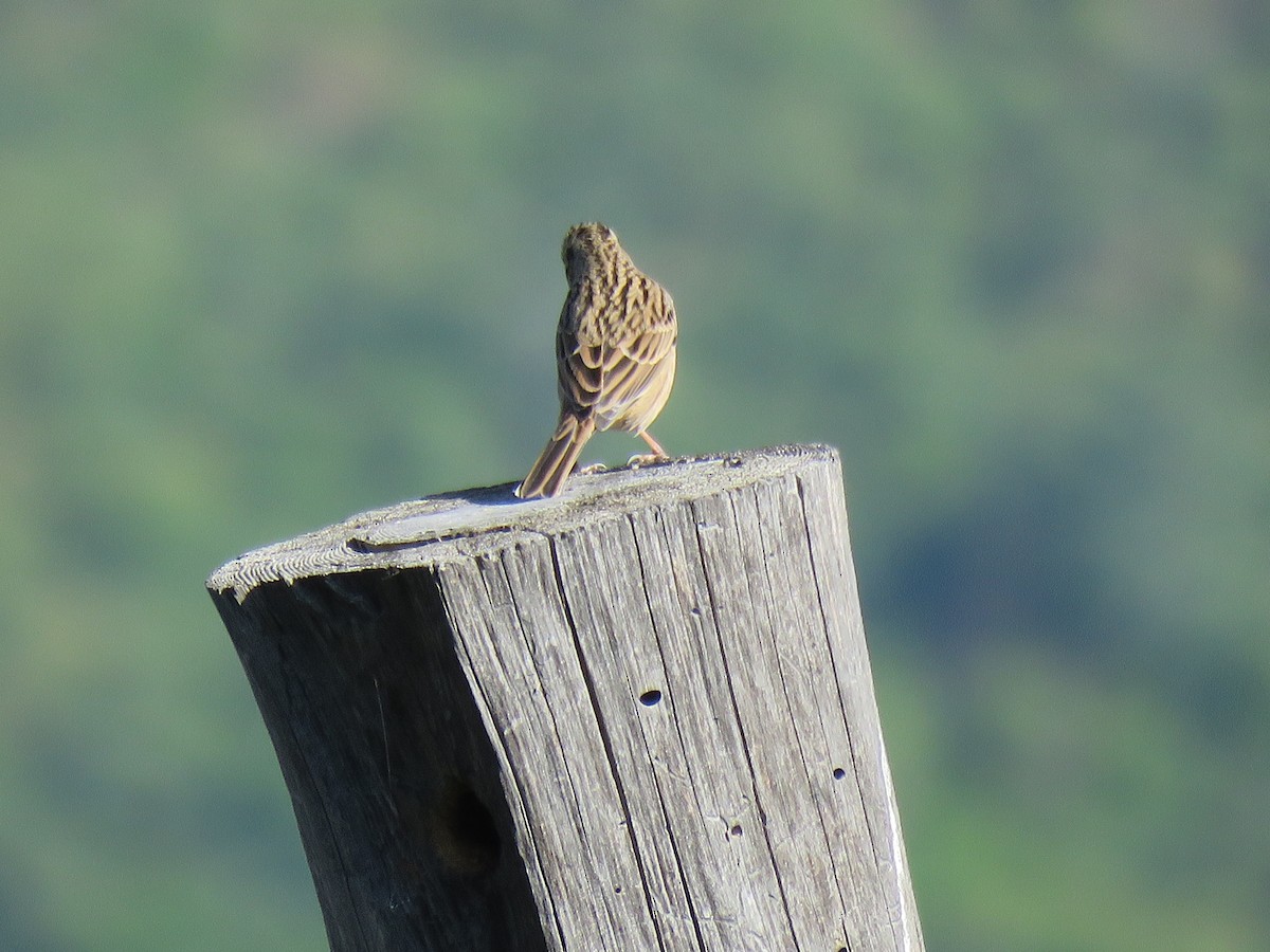 Rock Bunting - ML187388421