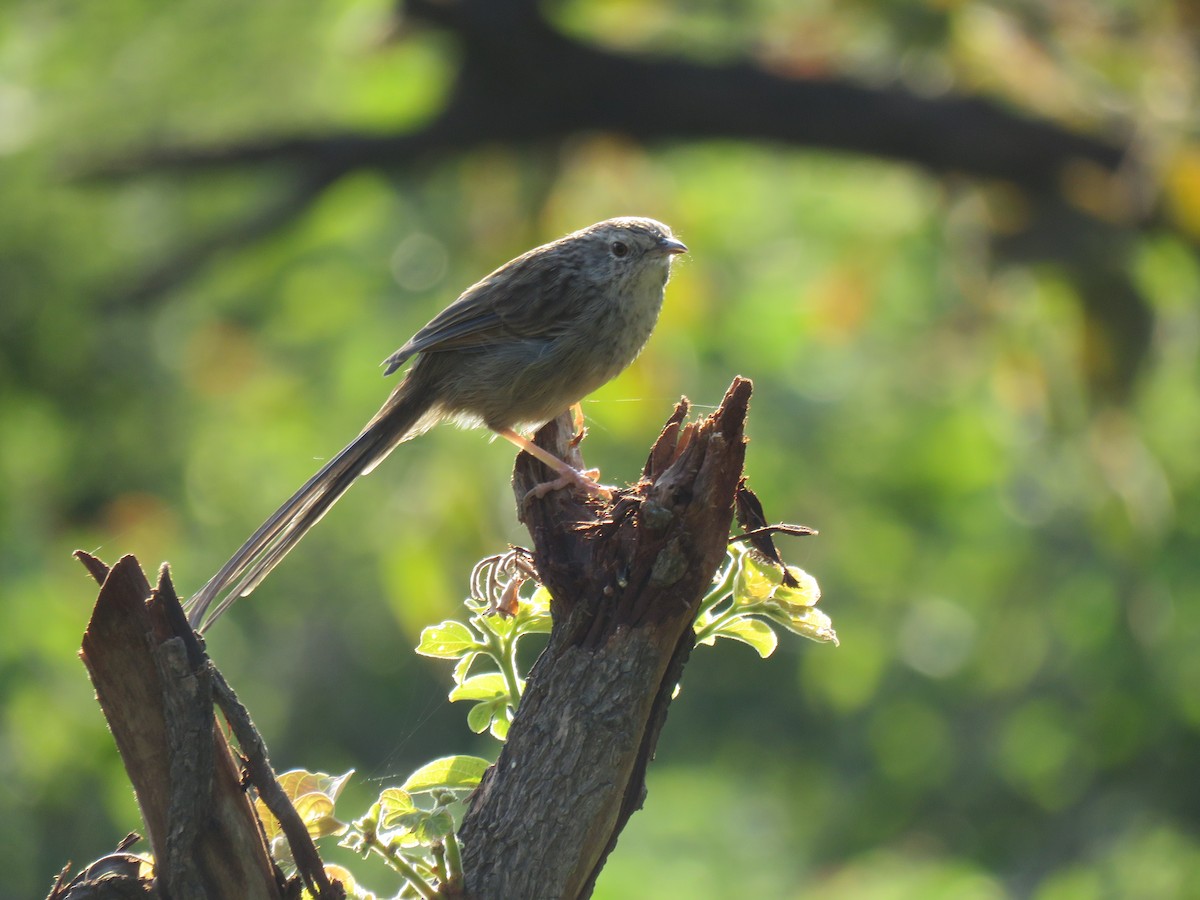 Himalayan Prinia - ML187388541