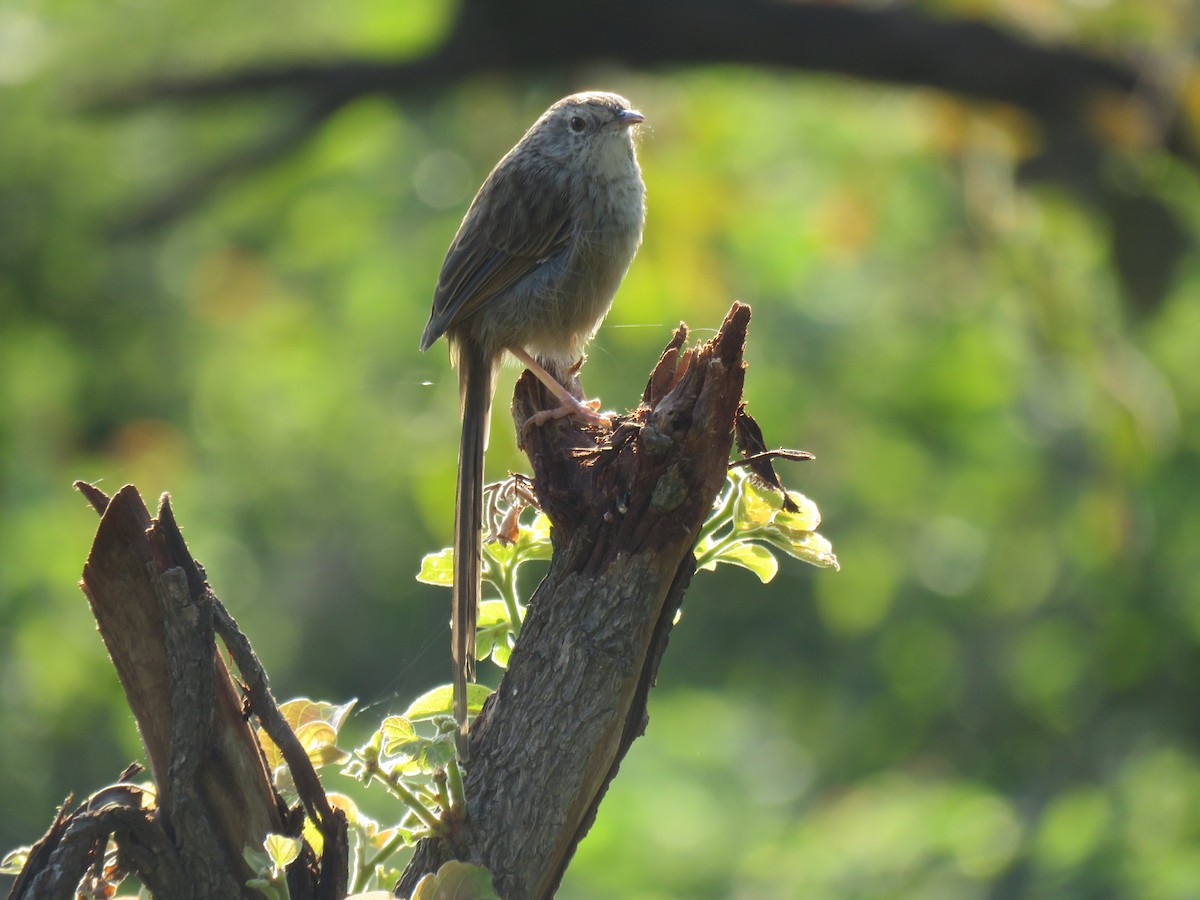 Himalayan Prinia - ML187388551