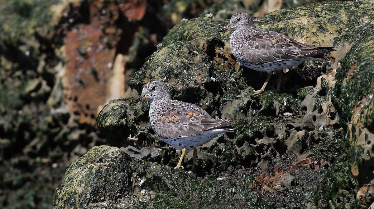 Surfbird - ML187388591