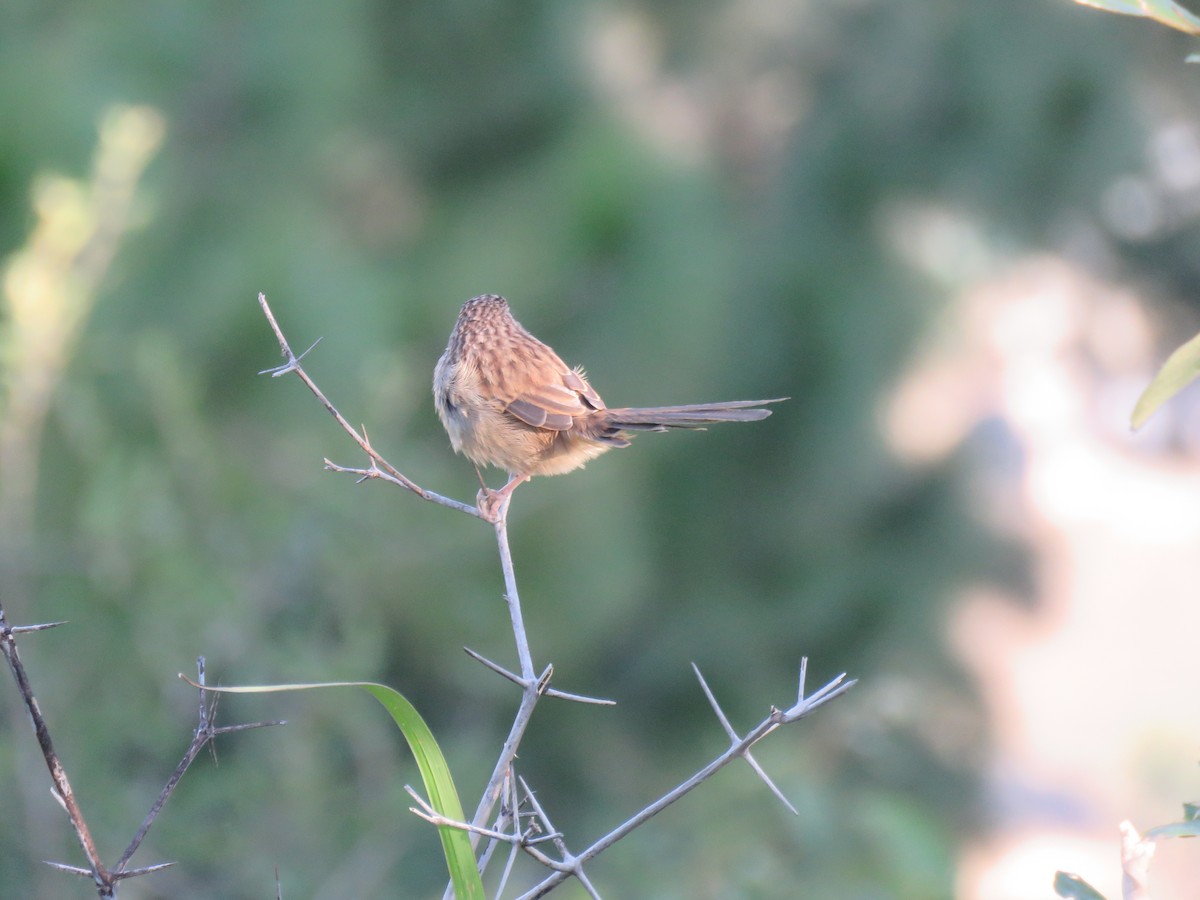 Himalayan Prinia - ML187388601