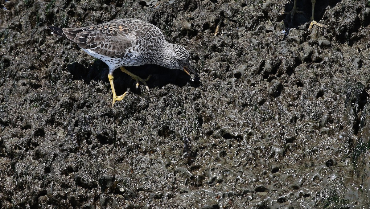 Surfbird - Dean LaTray