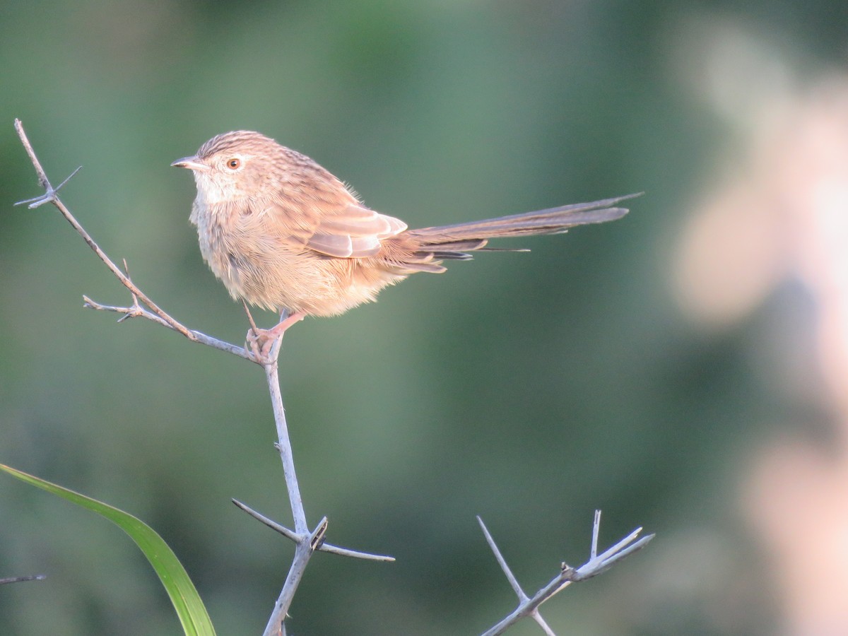 Himalayan Prinia - ML187388631