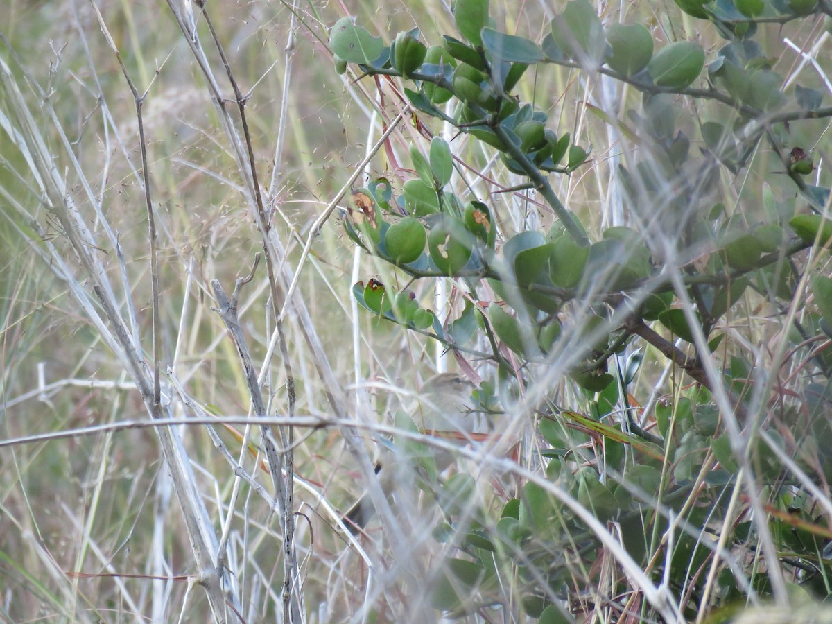 Sykes's Warbler - ML187388661