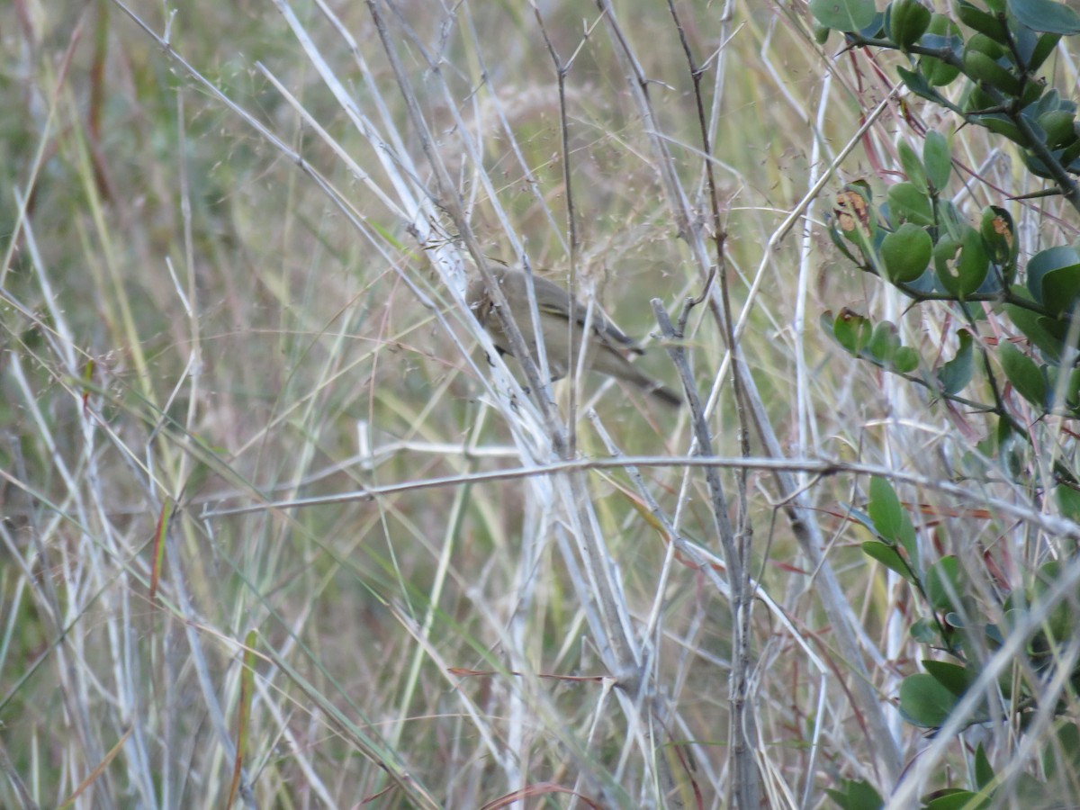 Sykes's Warbler - ML187388671