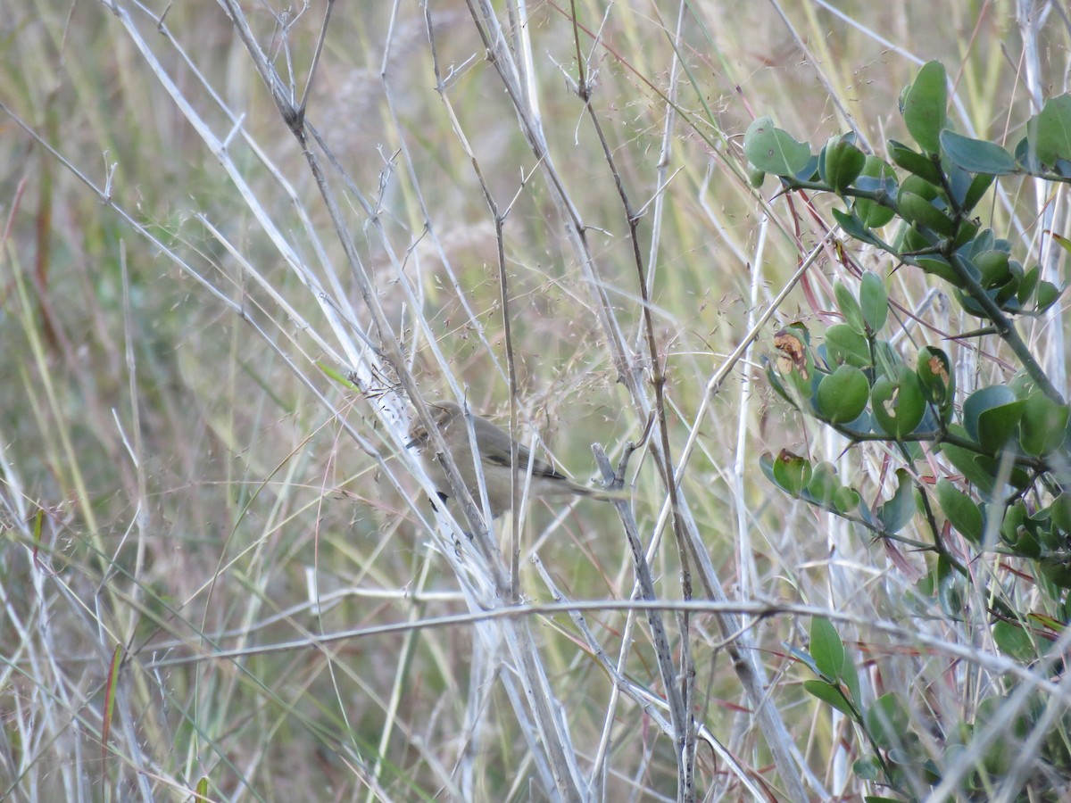 Sykes's Warbler - ML187388681