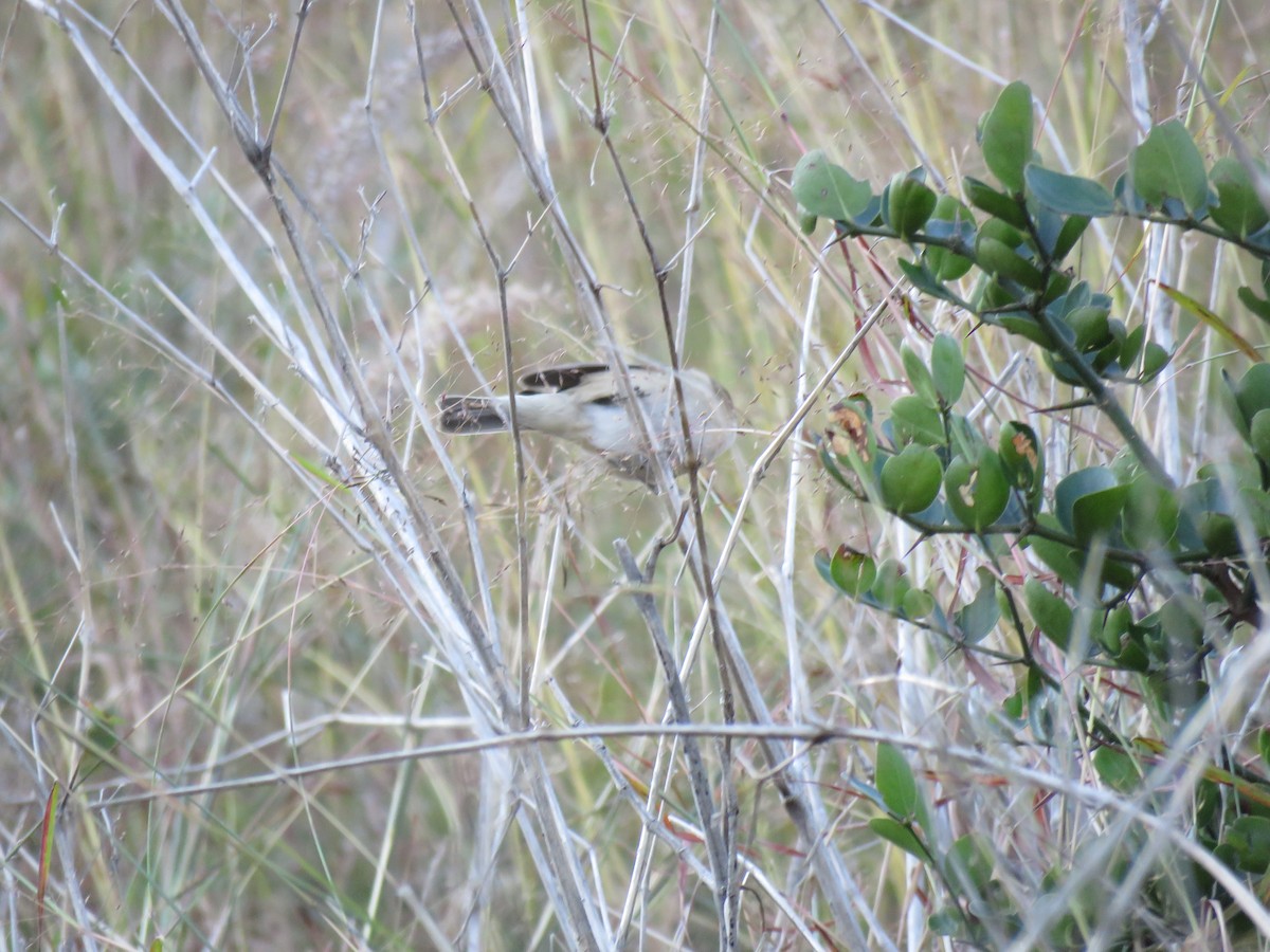 Sykes's Warbler - ML187388701