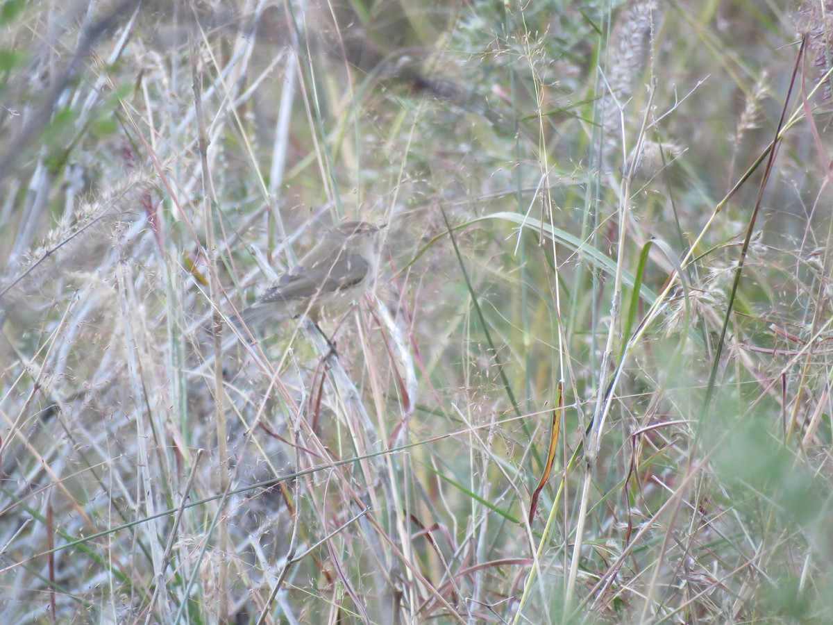 Sykes's Warbler - ML187388721