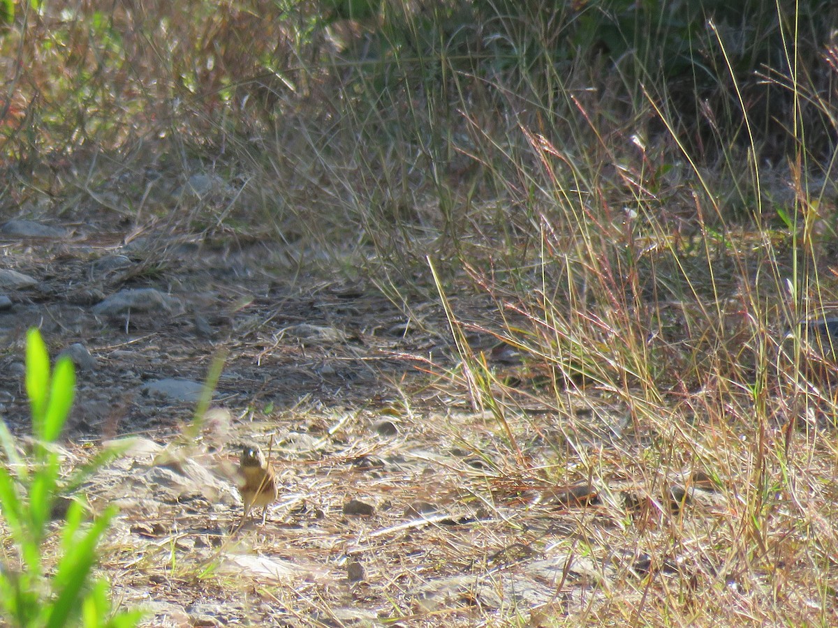 White-capped Bunting - ML187388731