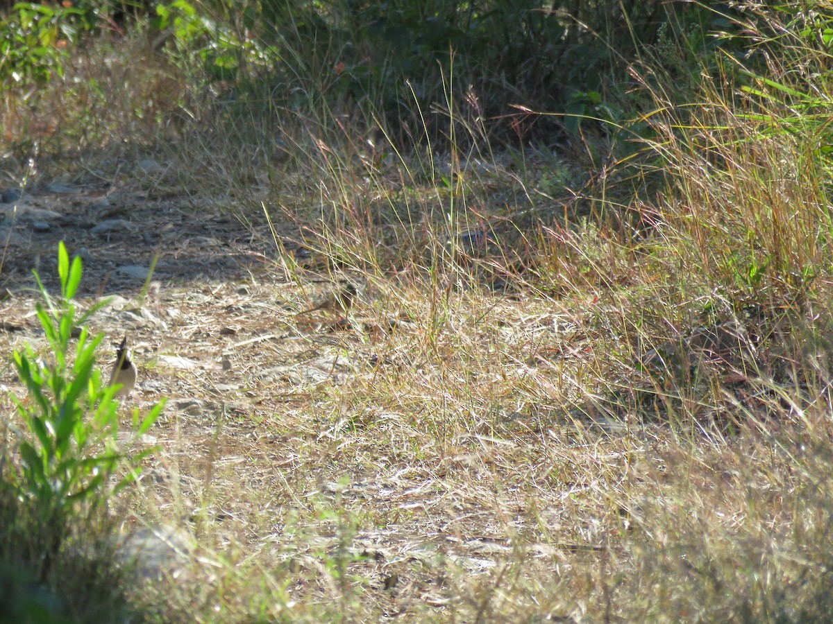 White-capped Bunting - ML187388741