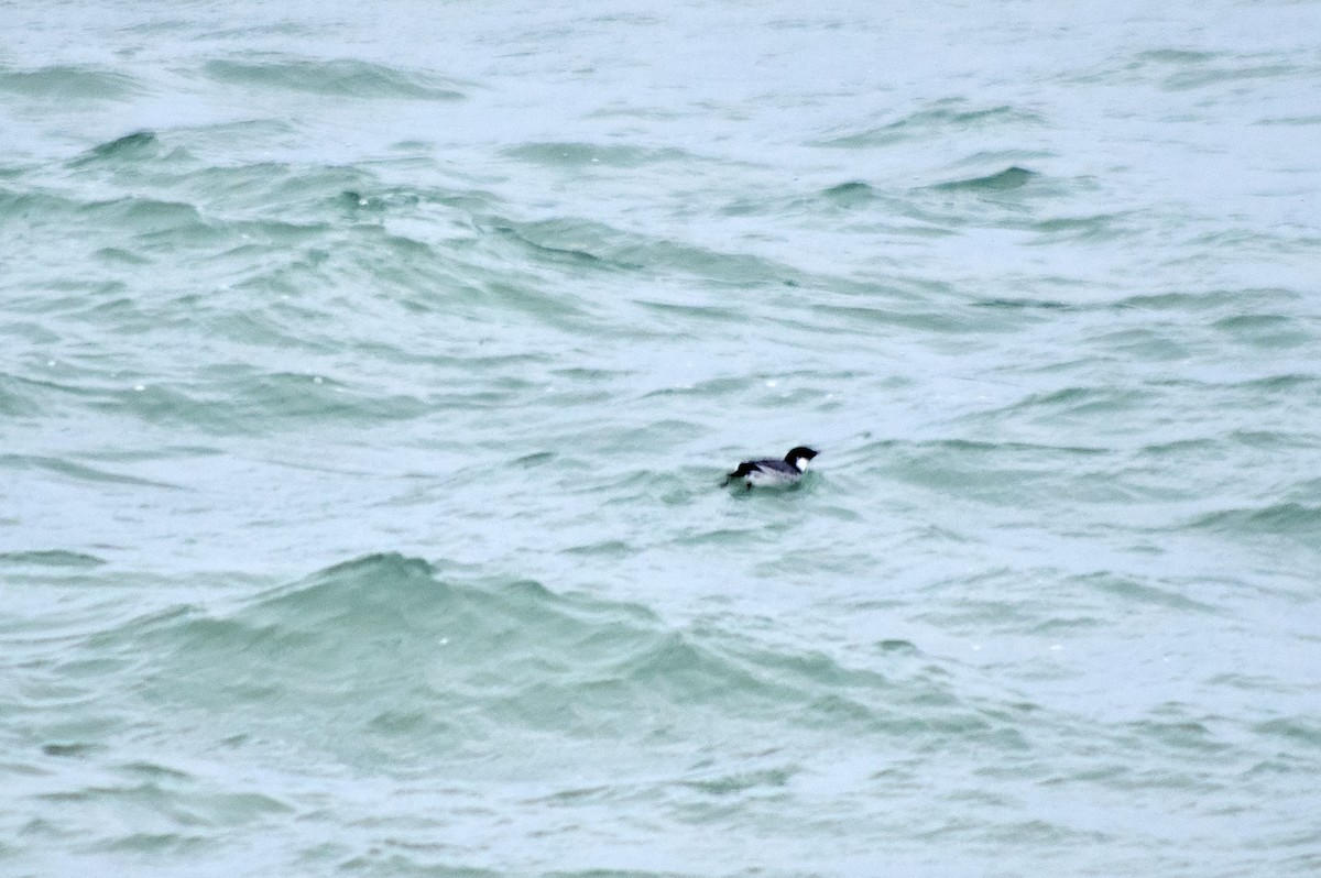 Ancient Murrelet - ML187388861