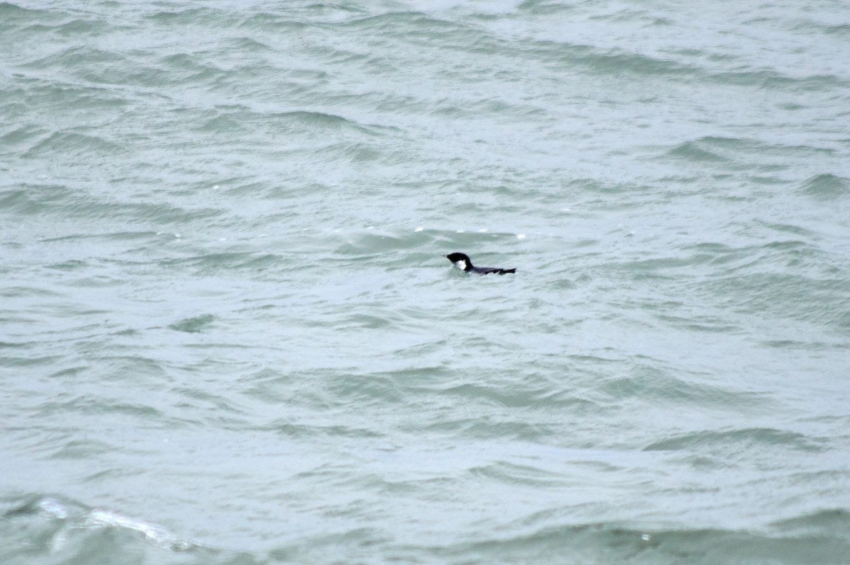 Ancient Murrelet - ML187388911