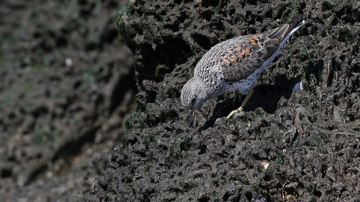 Surfbird - Dean LaTray