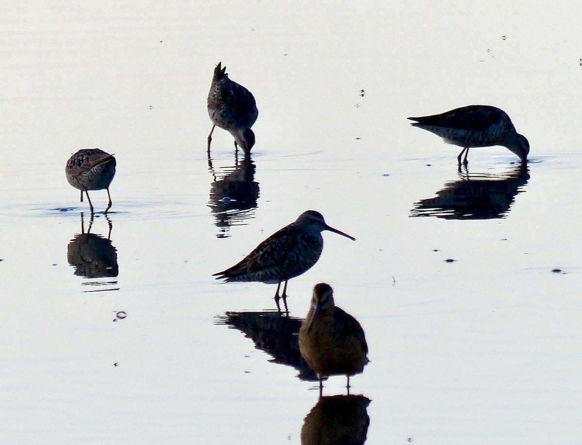 Short-billed Dowitcher - ML187390911