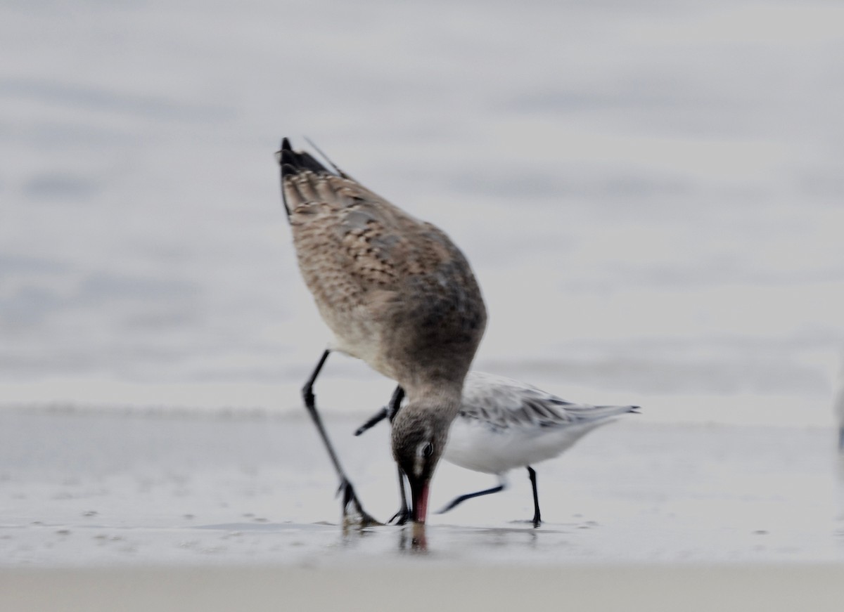 Hudsonian Godwit - ML187393531