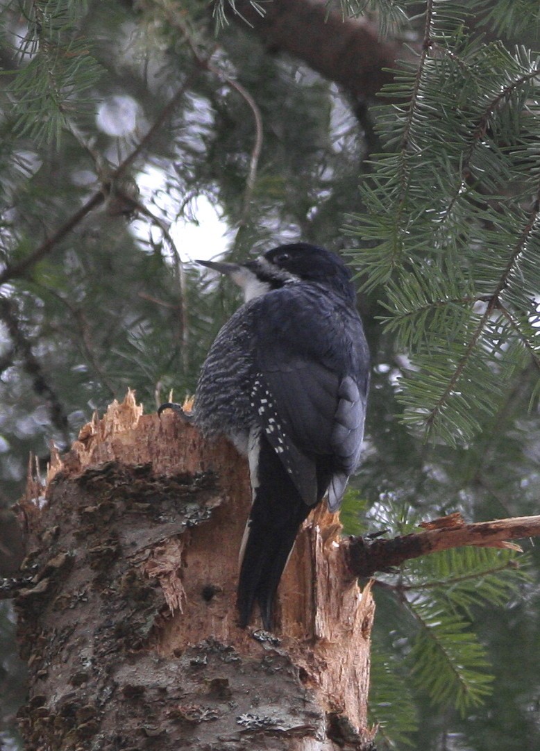 Black-backed Woodpecker - Jean Laperrière COHL