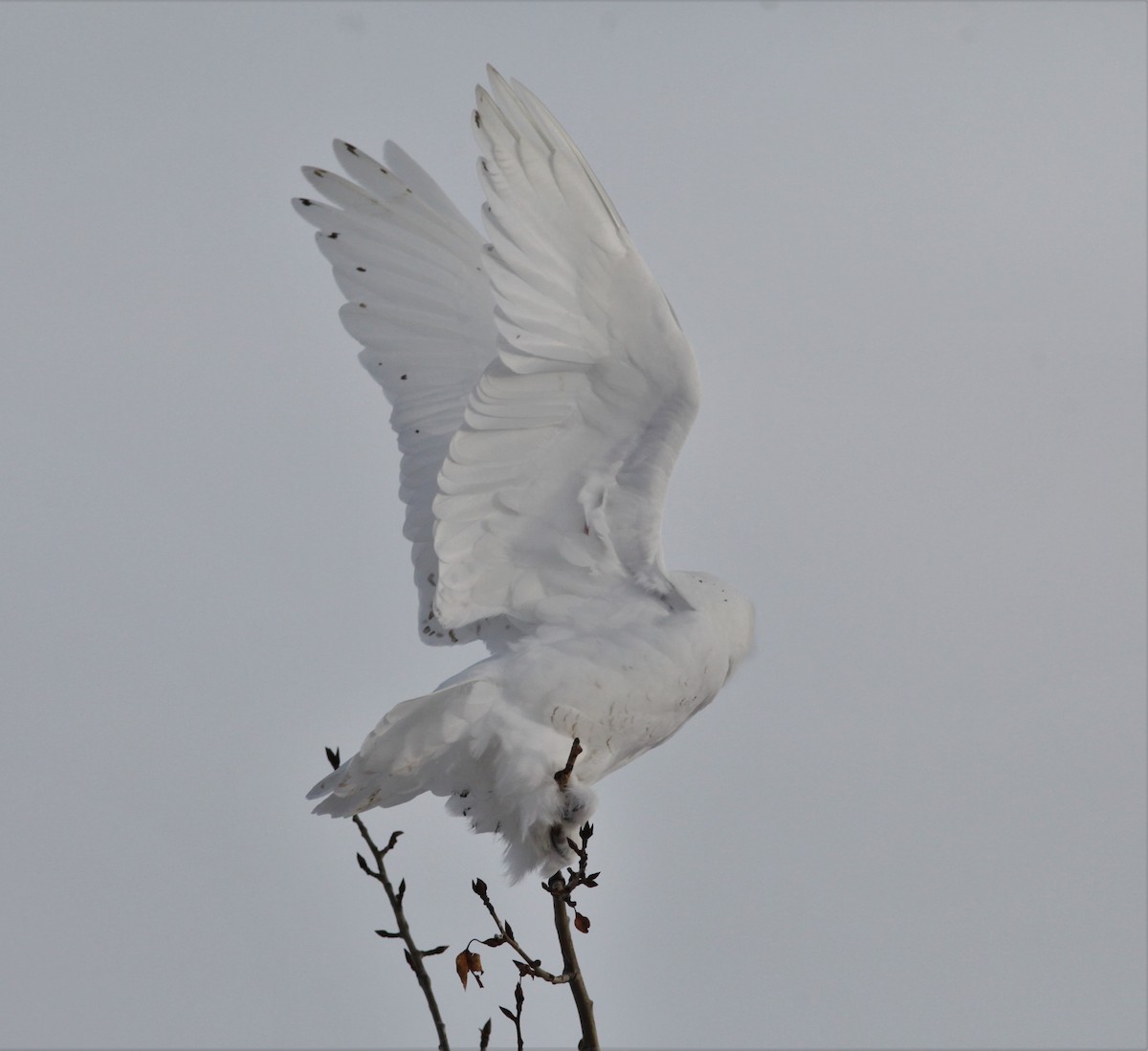 Snowy Owl - Irene Crosland