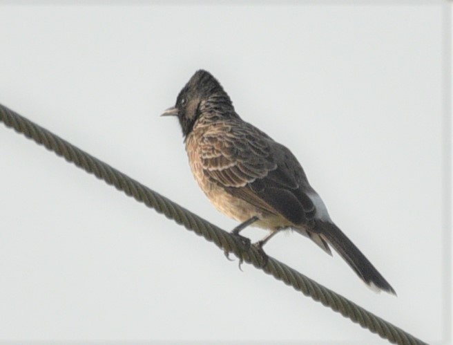 Red-vented Bulbul - ML187397001