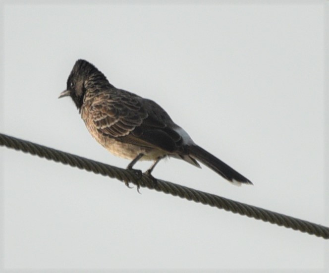 Red-vented Bulbul - ML187397011