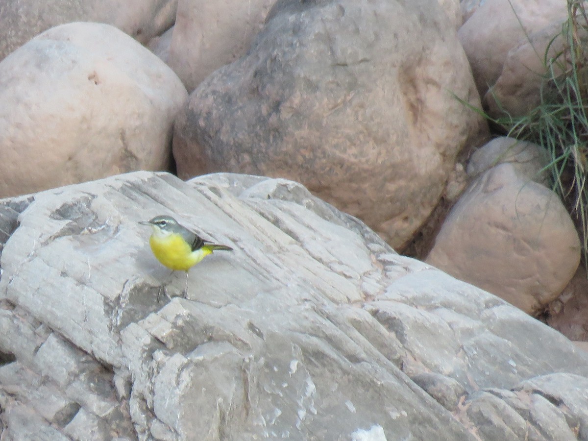 Gray Wagtail - Thomas Brooks