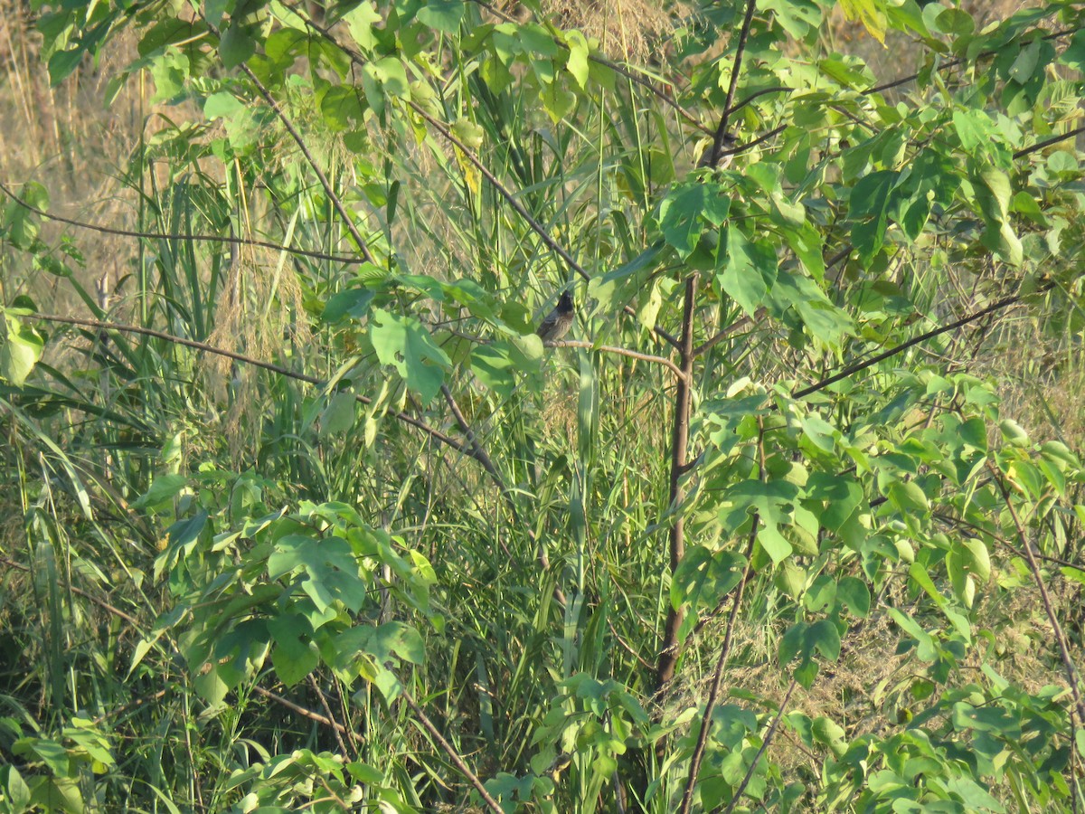 Red-vented Bulbul - ML187398201