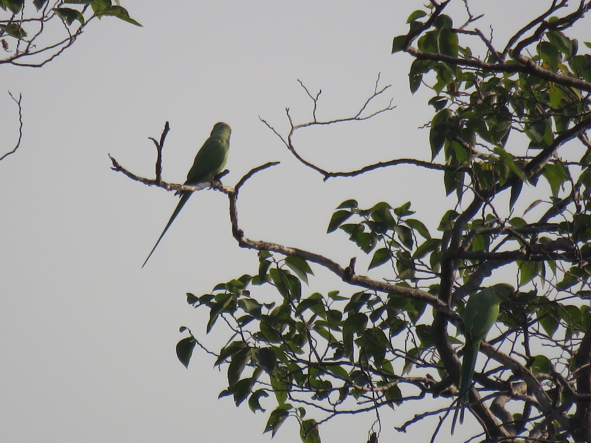 Rose-ringed Parakeet - ML187398441