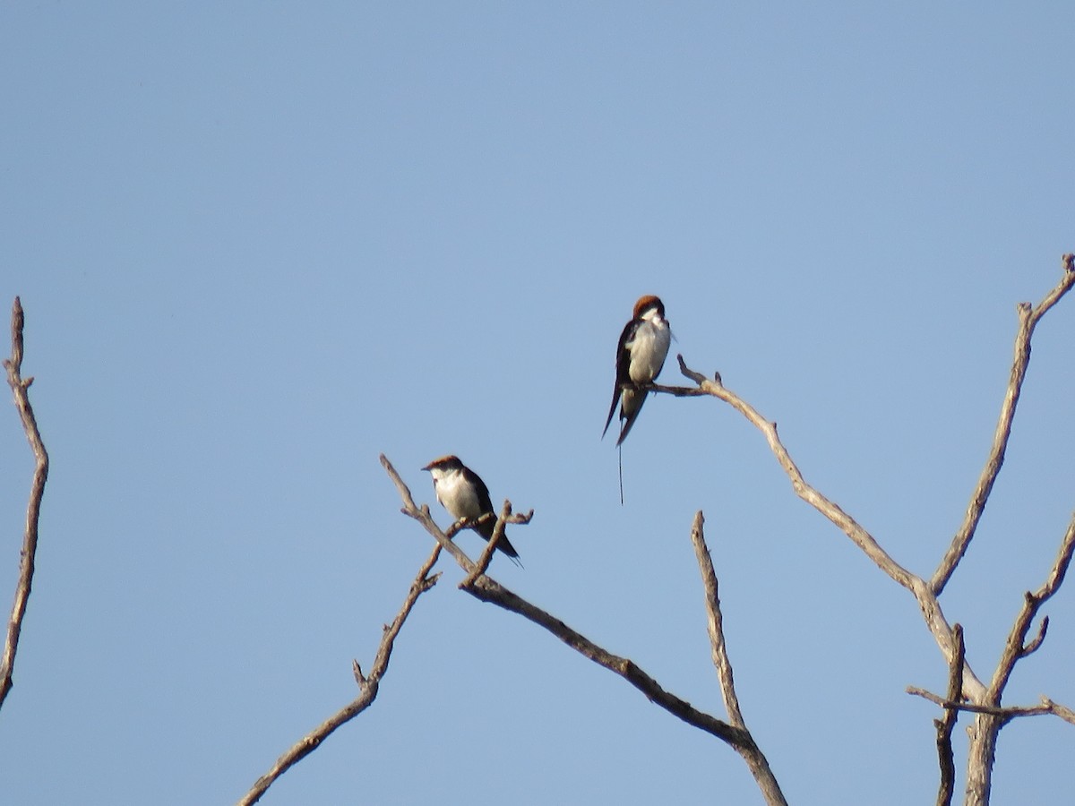 Hirondelle à longs brins - ML187398661