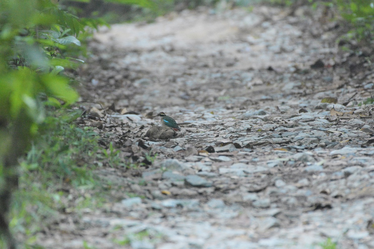 Fairy Pitta - ML187400901