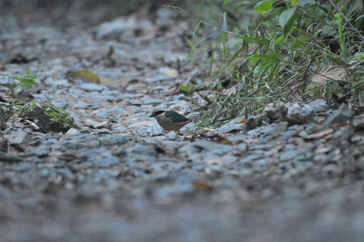 Brève migratrice - ML187400911