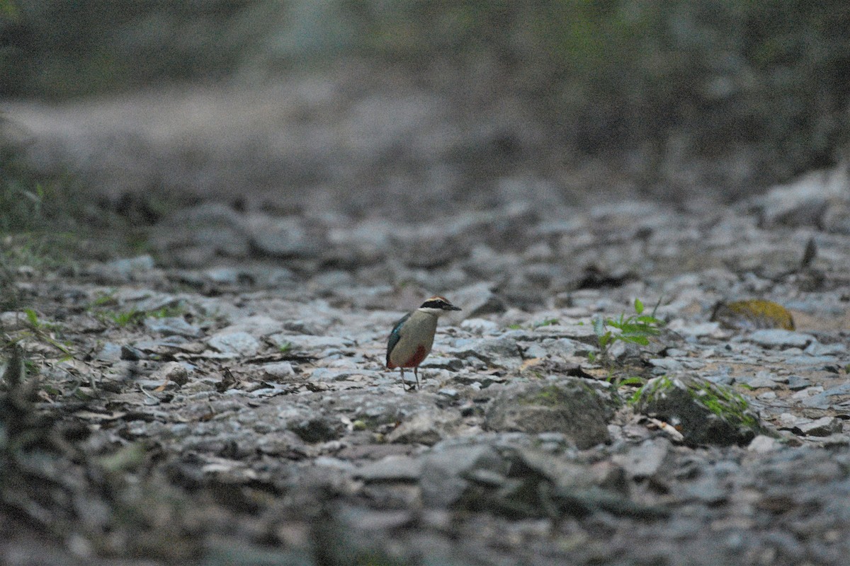 Brève migratrice - ML187400921