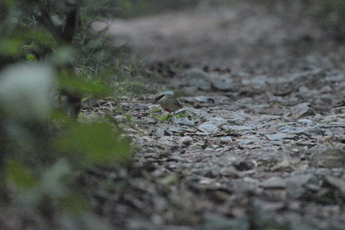 Fairy Pitta - ML187400931