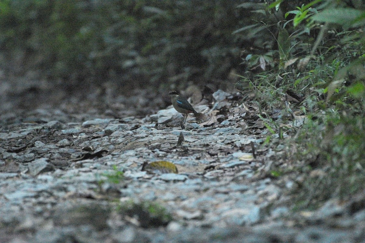 Fairy Pitta - ML187400941