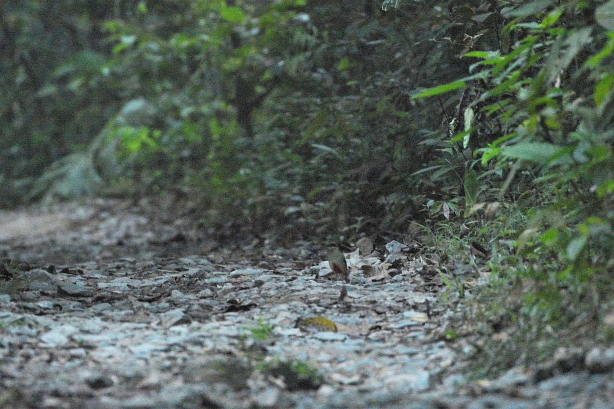 Fairy Pitta - ML187400951