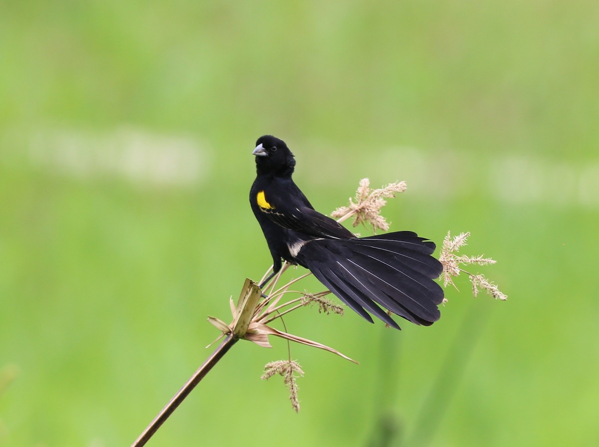 Yellow-mantled Widowbird - ML187401031