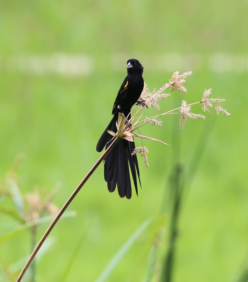 Yellow-mantled Widowbird - ML187401041