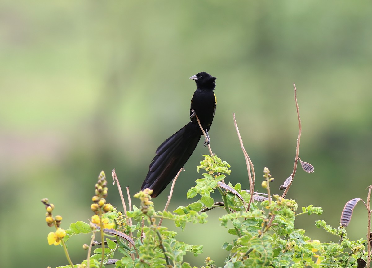 Yellow-mantled Widowbird - ML187401071