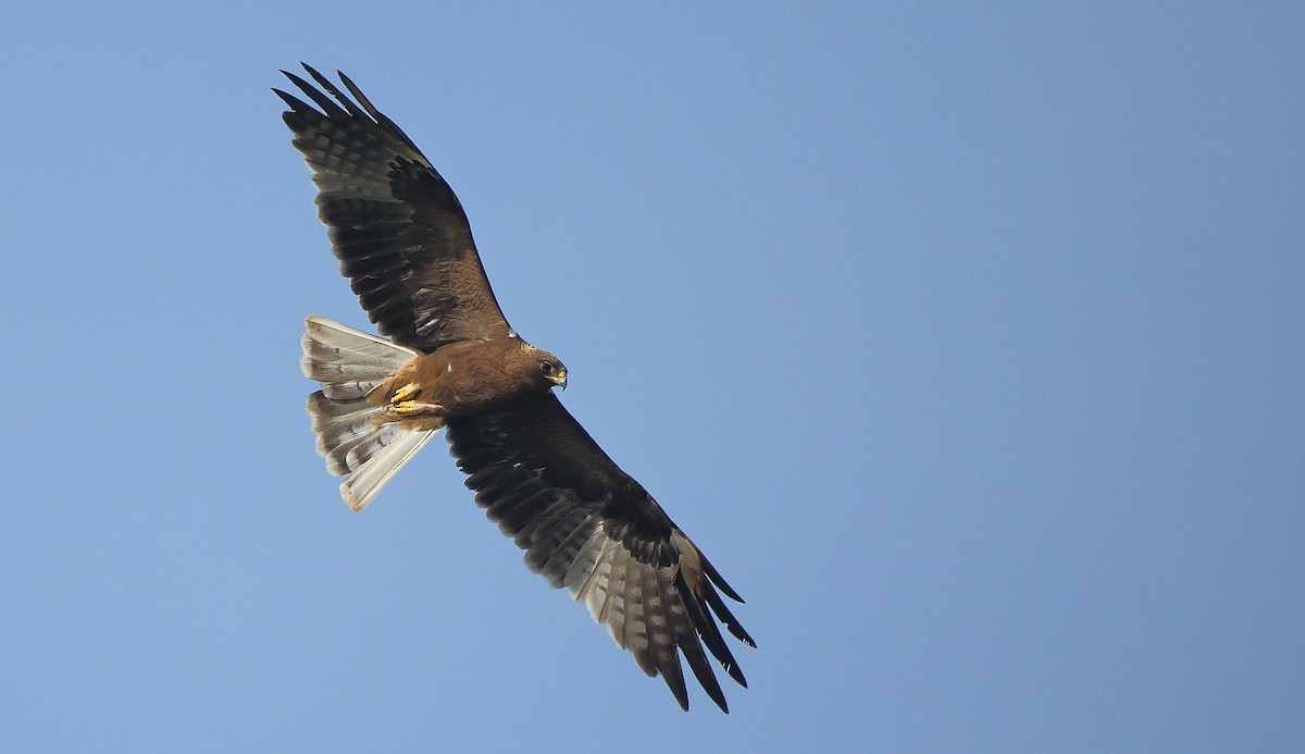 Booted Eagle - Albin Jacob