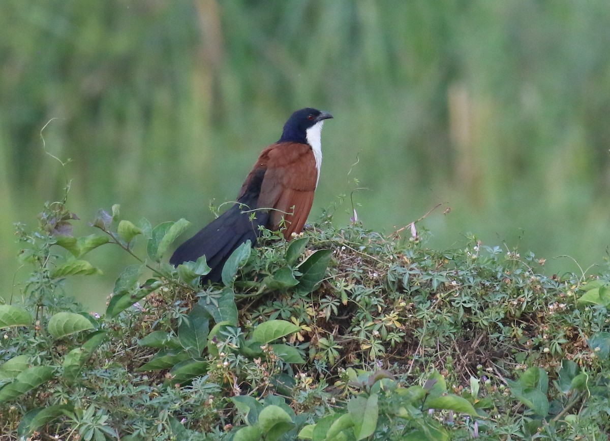 Coucal du Sénégal - ML187403171