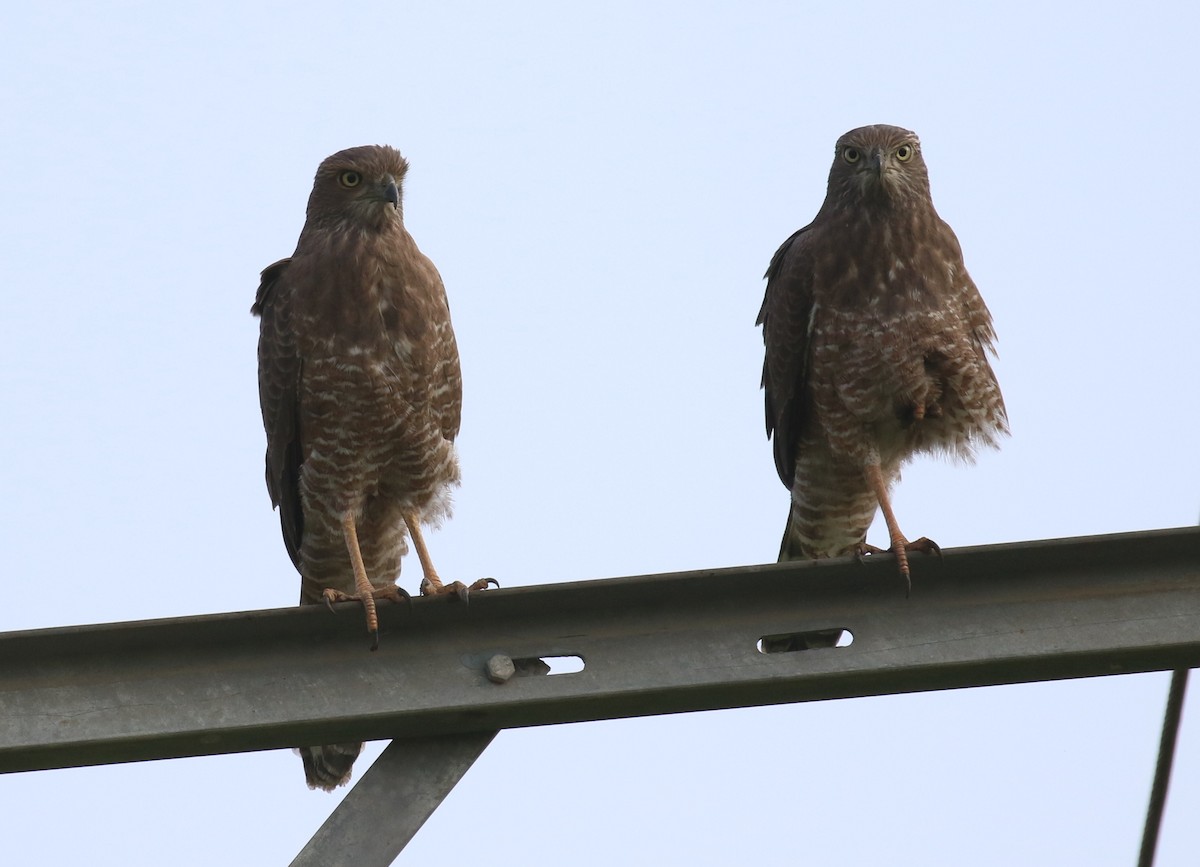 Dark Chanting-Goshawk - ML187403321