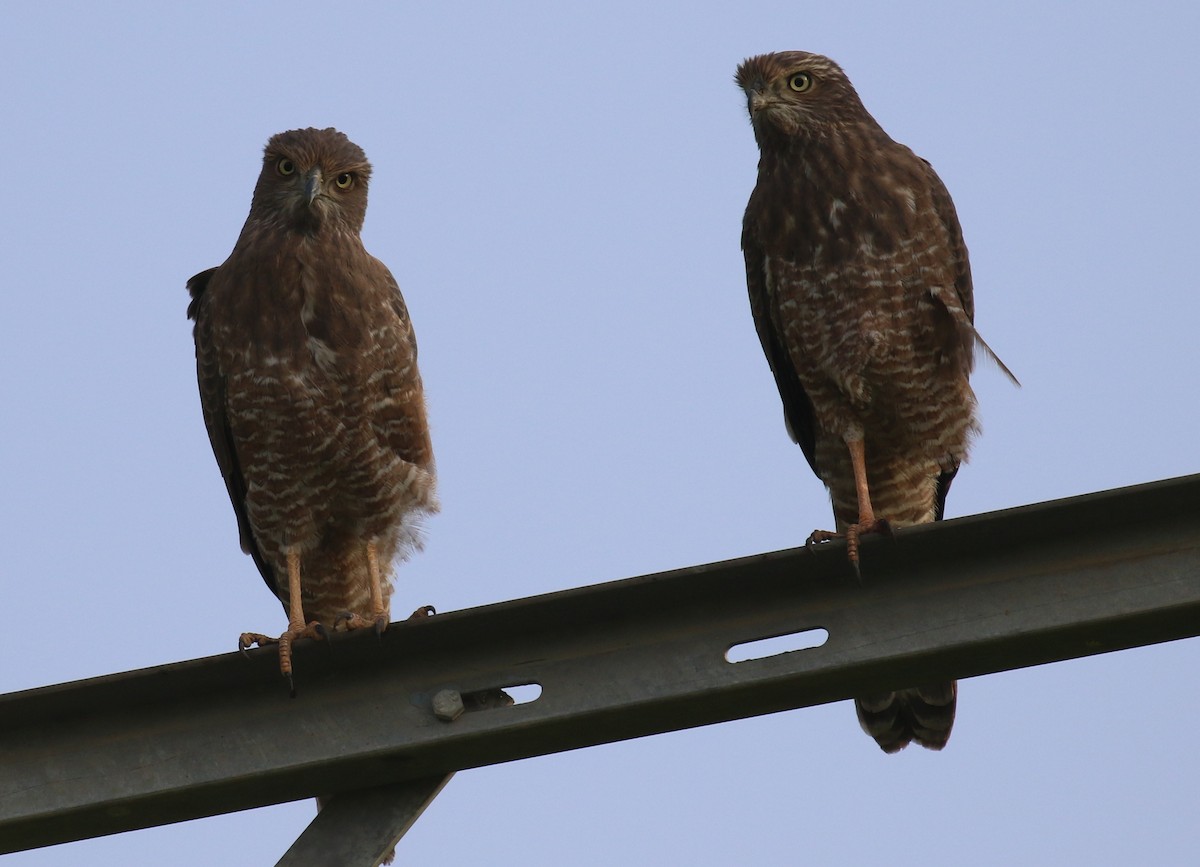 Dark Chanting-Goshawk - ML187403341