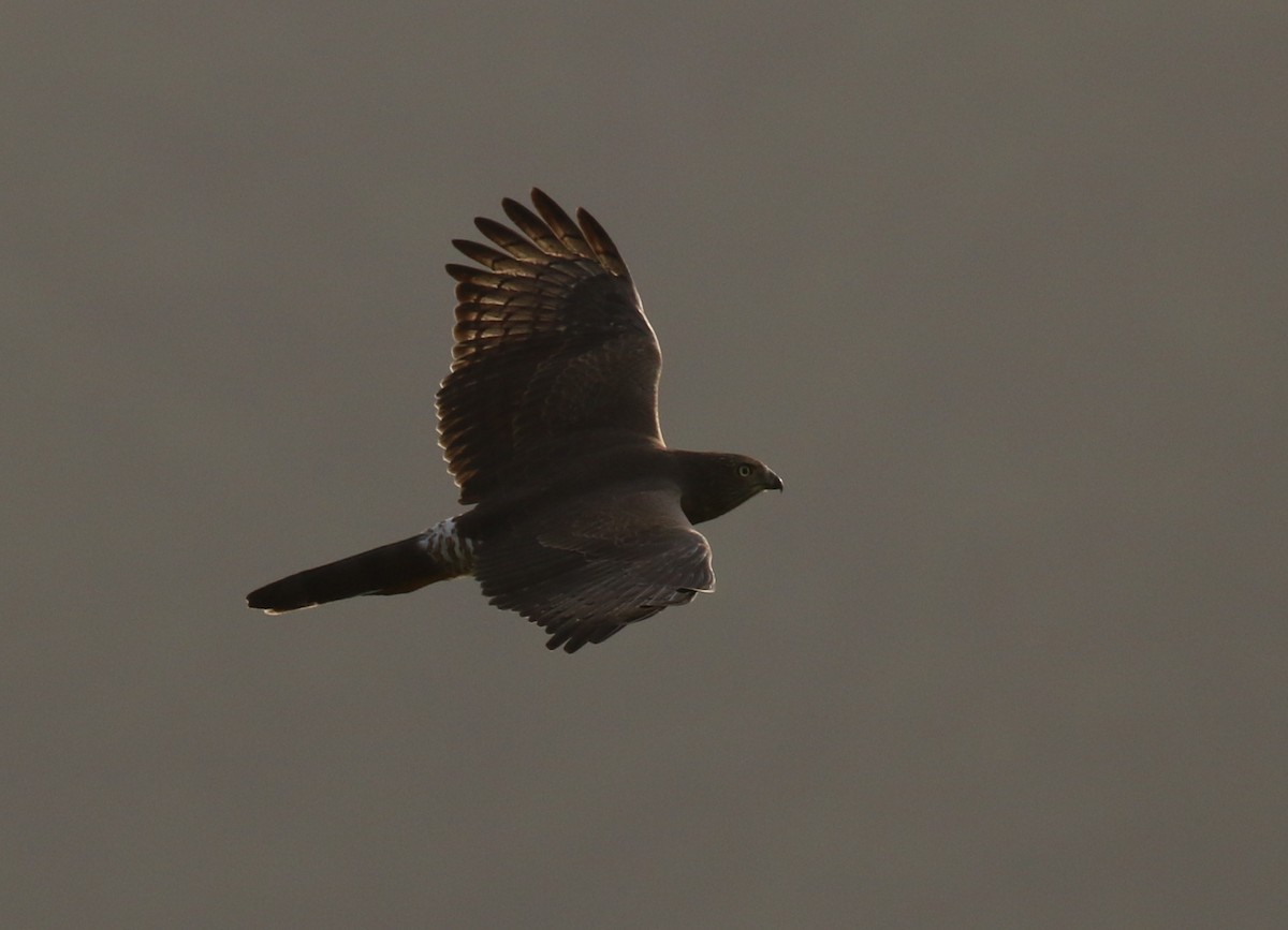 Dark Chanting-Goshawk - Fikret Ataşalan