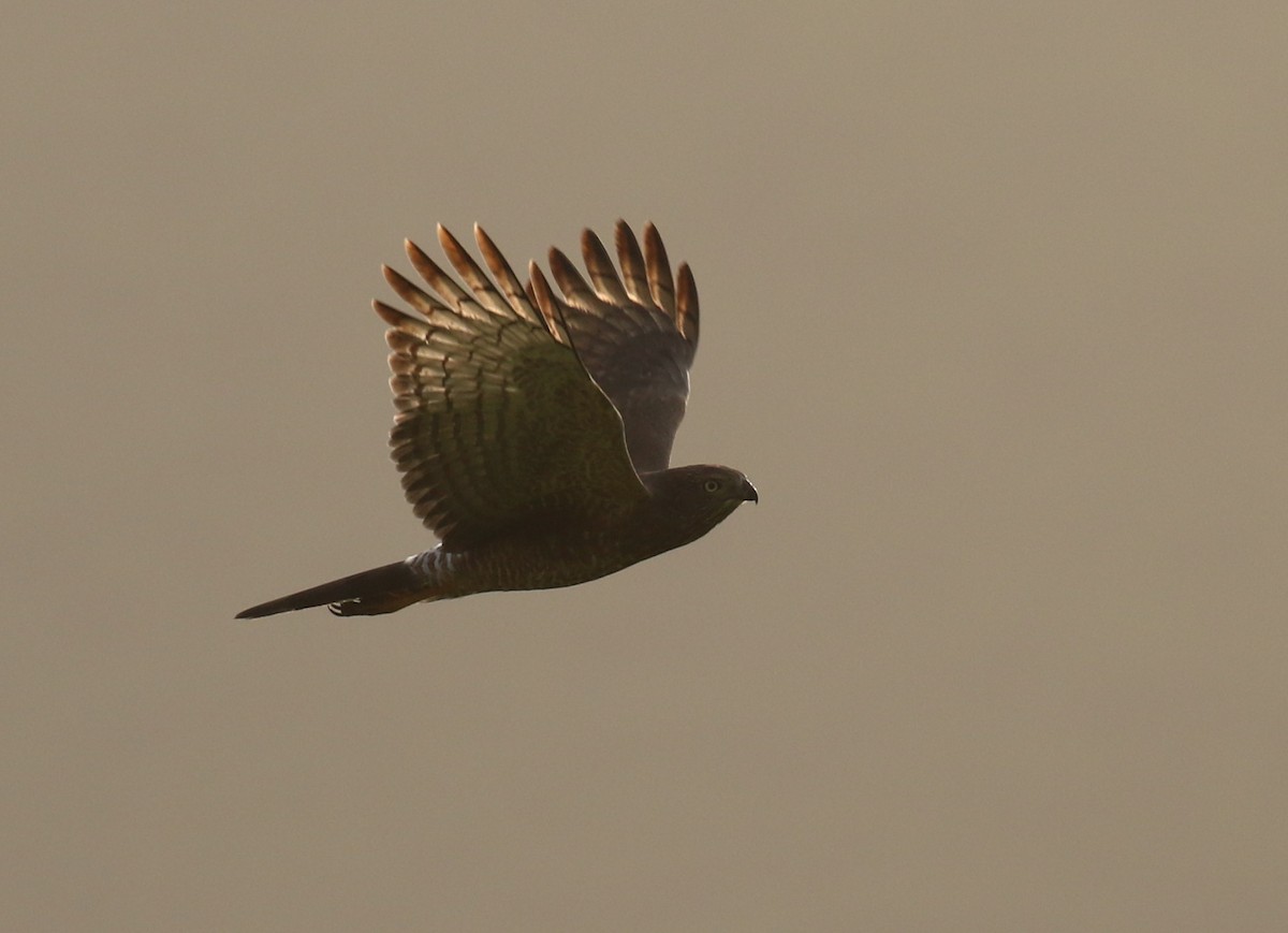 Dark Chanting-Goshawk - ML187403381