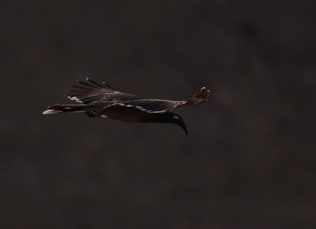 African Gray Hornbill - ML187403391