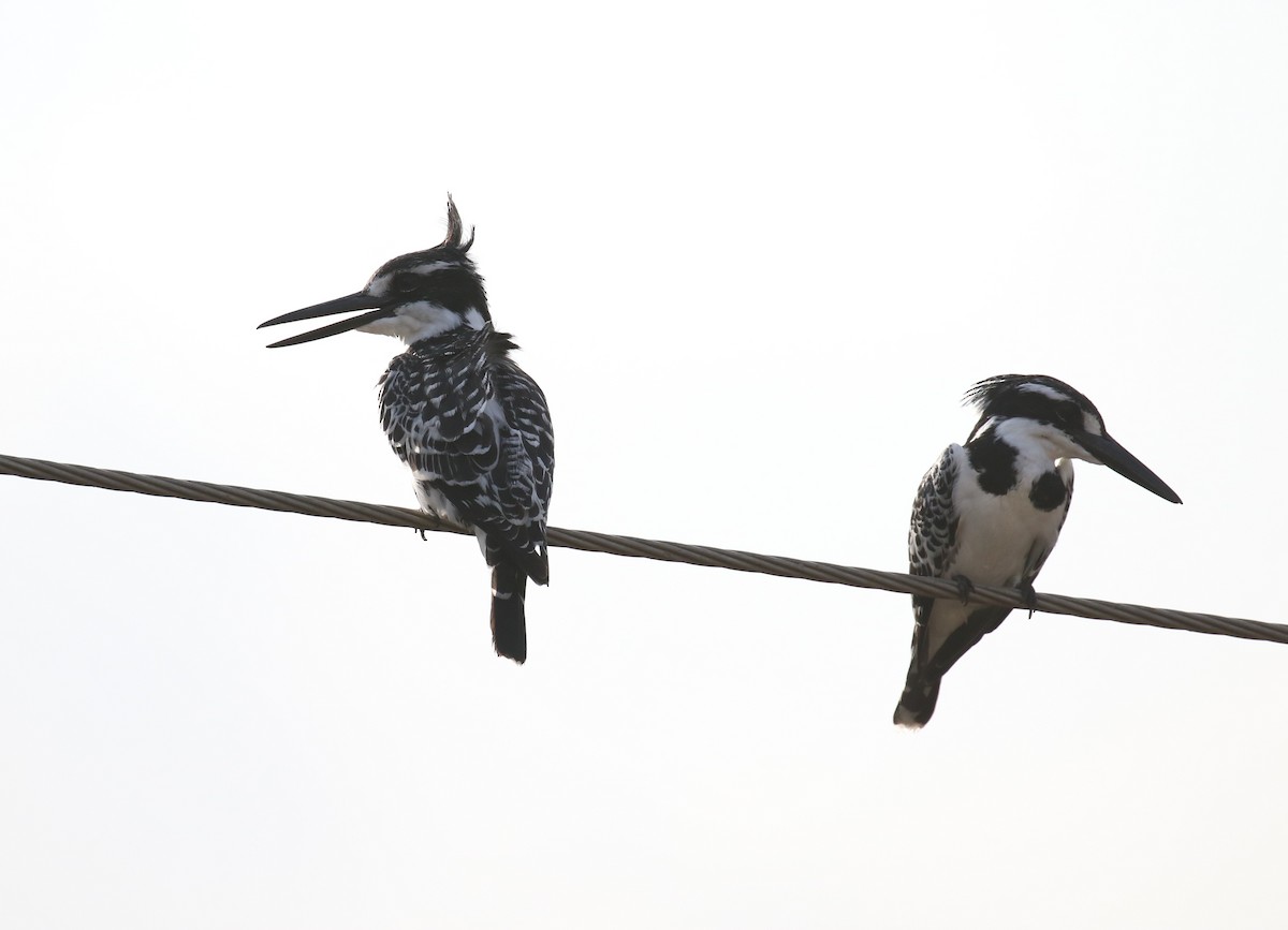 Pied Kingfisher - ML187403431