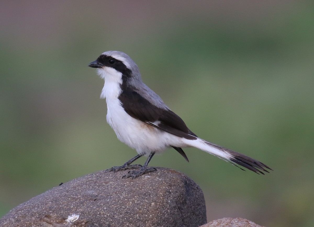 Gray-backed Fiscal - Fikret Ataşalan