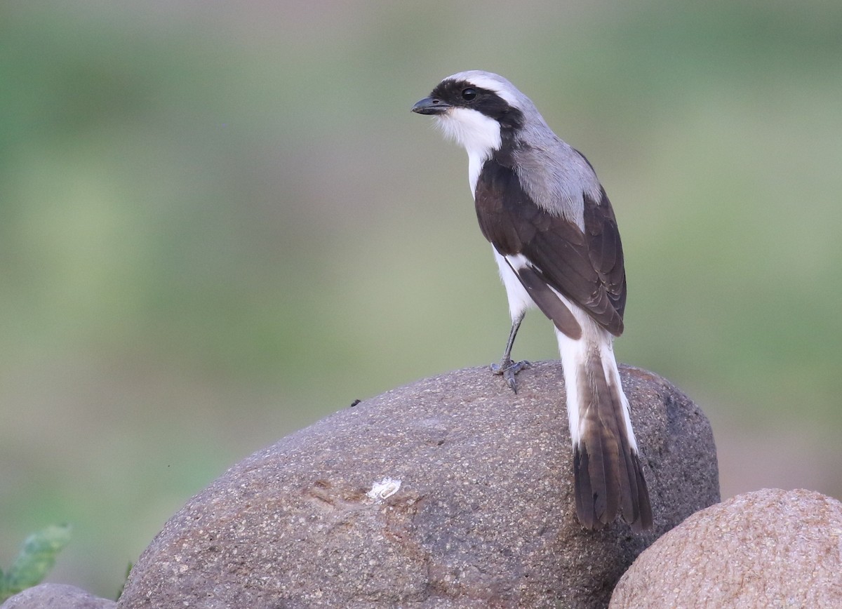 Gray-backed Fiscal - ML187403461