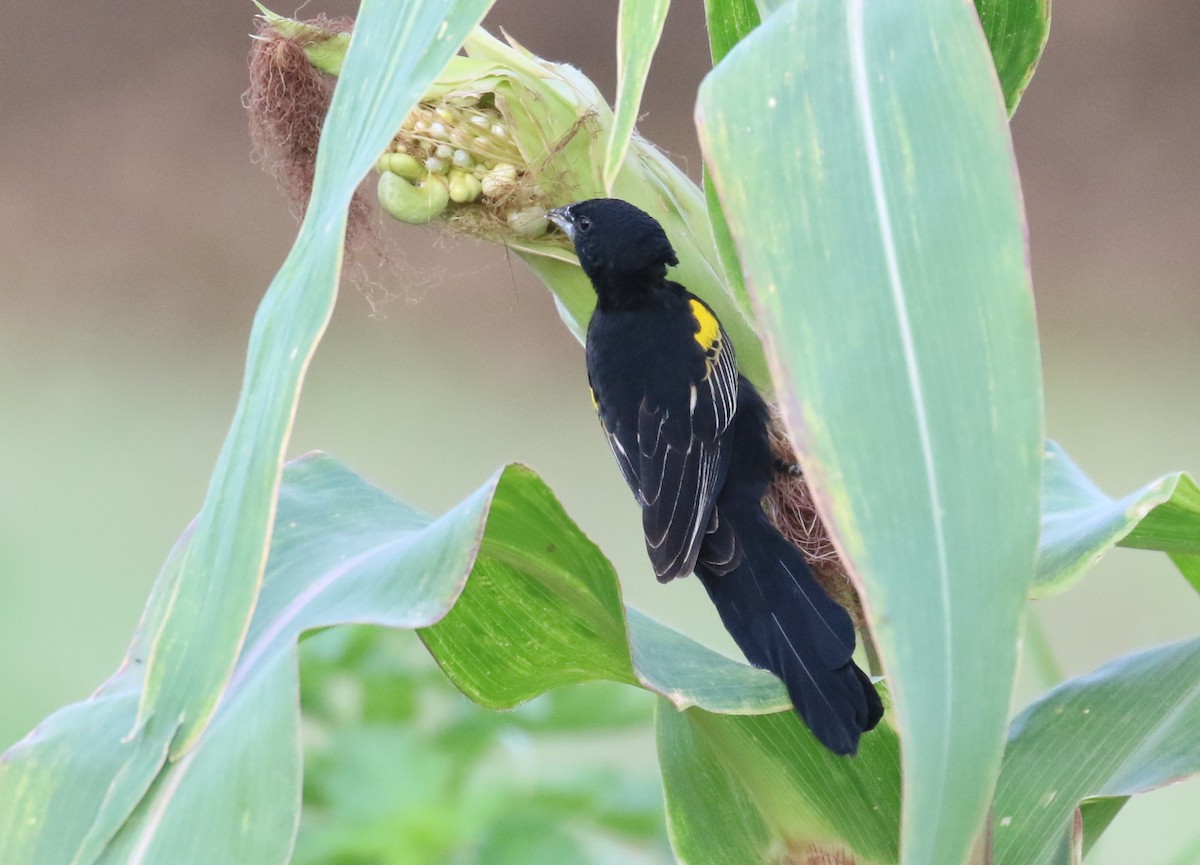 Yellow-mantled Widowbird - ML187403541